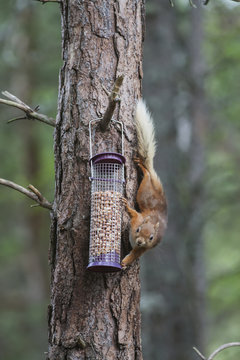 Squirrel climbing on a tree trunk to reach the bird feed;Northumberland england