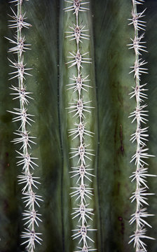 Cactus needles;Venlo holland