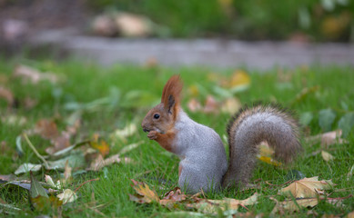 squirrel outdoors