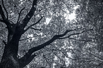 Oak leaves and branches against the sky, nature