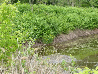 Fototapeta premium Scenes at a marsh