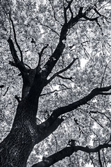 Fototapeta na wymiar Oak leaves and branches against the sky, nature
