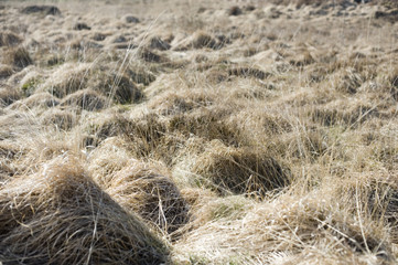 dry grass