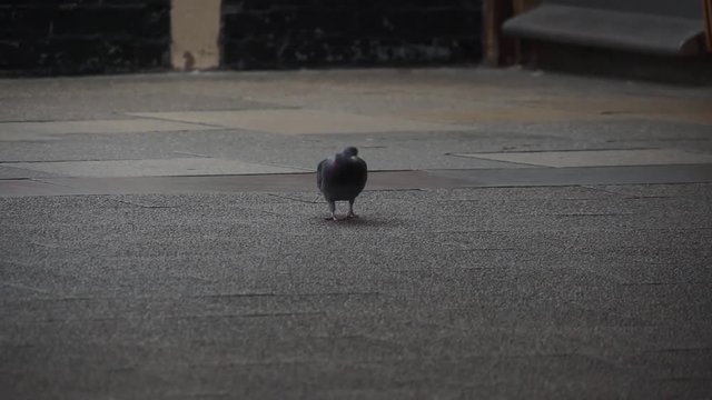 Pigeon pecking and wondering around