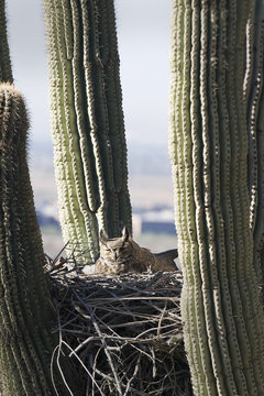 Horned owl in a nest inside a cactus plant;Phoenix arizona united states of america