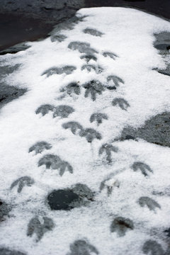 Penguin footprints in the snow;Antarctica
