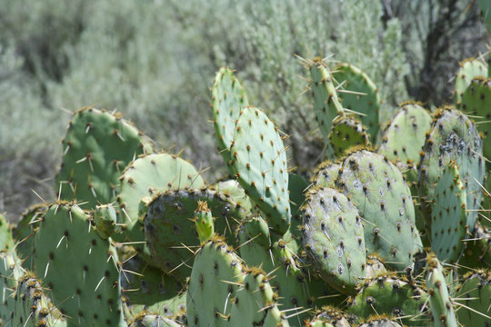 Mountain Cactus – A patch of cactus on a mountain hillside.