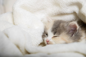 Fototapeta na wymiar Kleine 5 Wochen alte Britisch Langhaar Babykatze liegt auf einen Sessel in eine Decke gekuschelt und schläft.