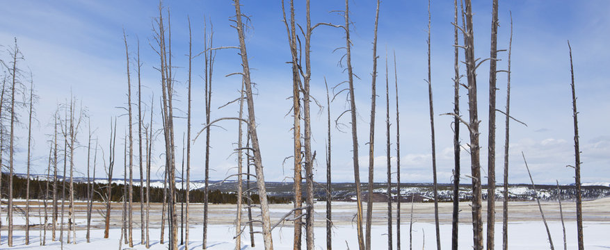Tree trunks in snow with blue sky in yellowstone national park;Wyoming united states of america