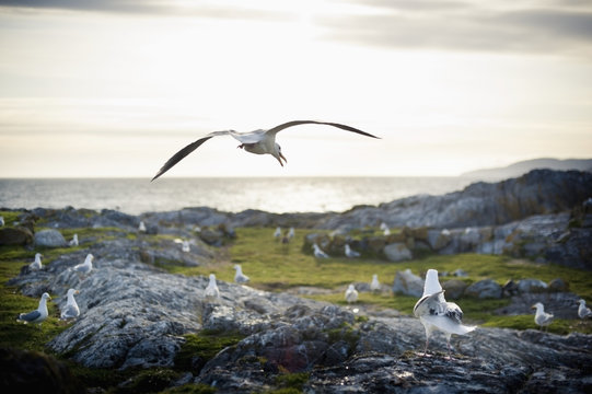 Seagulls sitting on a rock on the coast;Race rocks island british columbia canada