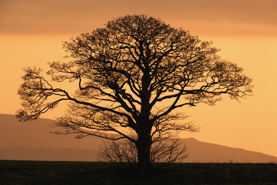 Silhouette of a tree on landscape at sunset