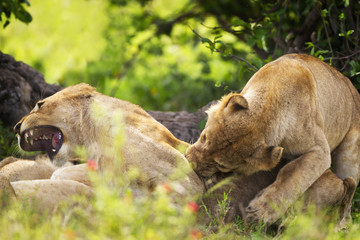 Lioness biting another in a playful, painful manner at the serengeti plains; Tanzania