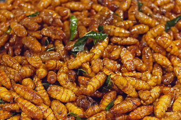 Fried silkworms at night market Thailand