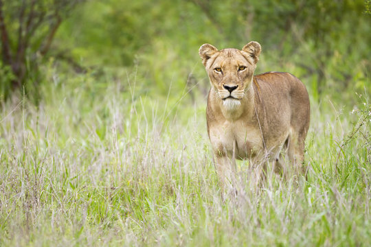 Female lion on the prowl at the serengeti plains, staring directly into the camera; Tanzania