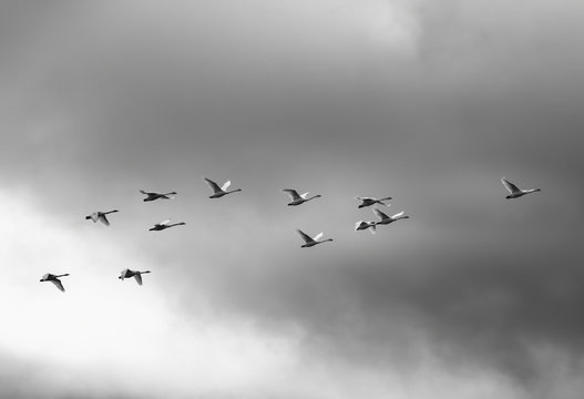 Trumpeter swans (Cygnus buccinator) fly in unison as they winter on Vancouver Island; Duncan, British Columbia, Canada