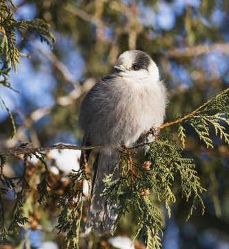 Grey jay perching on cedar tree, Canada