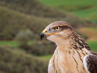 Raptor close up portrait