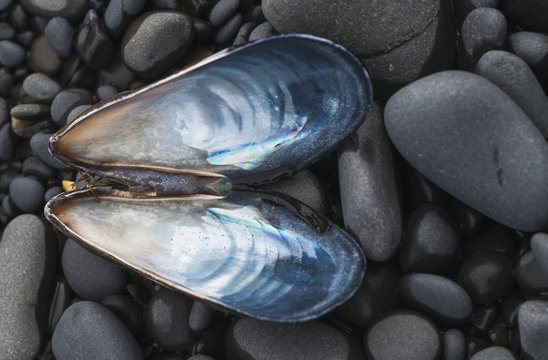 A Blue Mussel (Mytilus Edulis) Shell Rests On The Beach; Cannon Beach, Oregon, United States Of America