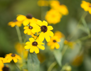 beautiful yellow flower in nature