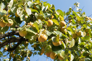 Persimmons on tree