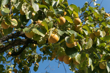 Persimmons on tree