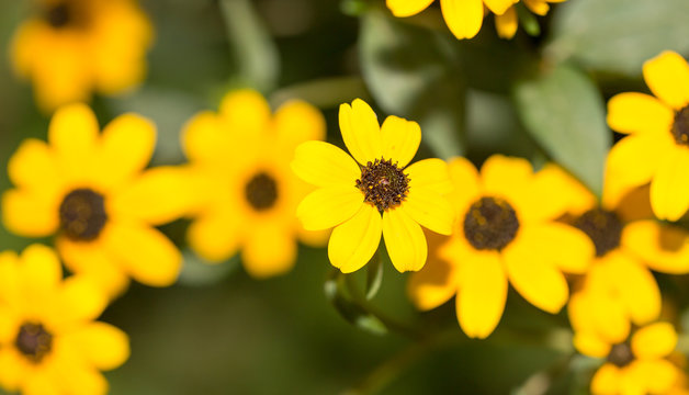 Fototapeta beautiful yellow flower in nature