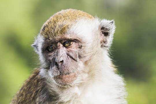 Crab-eating macaque or long-tailed macaque (Macaca fascicularis), Siuhan, Lake Toba, North Sumatra, Indonesia