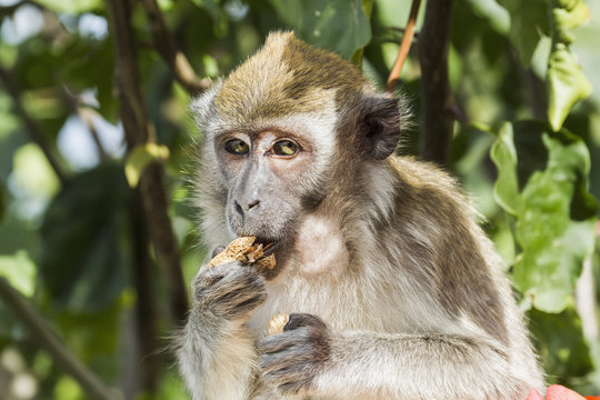 Crab-eating macaque or long-tailed macaque (Macaca fascicularis), Siuhan, Lake Toba, North Sumatra, Indonesia