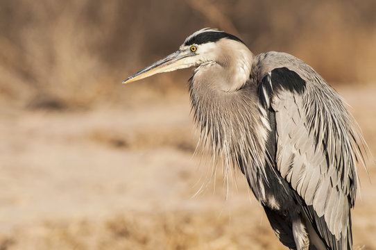Great blue heron, Bosque del Apache National Wildlife Refuge, New Mexico, USA