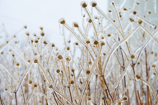 Teasels covered with ice