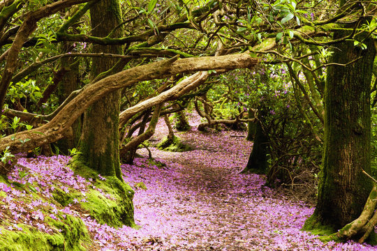 A path in a forest covered with pink flower petals, Reenagross; Kenmare, County Kerry, Ireland