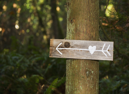 Sign on a tree pointing to love; Langley, British Columbia, Canada