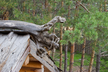 The roof of a wooden house from a log in the woods.