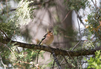 little red bird on a branch