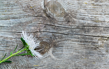 Aster flower on the old wooden  table