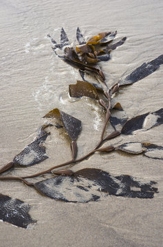 Giant kelp (Macrocystis pyrifera) washes up on the beach; Cannon Beach, Oregon, United States of America