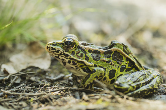 Leopard Frog; Ontario, Canada