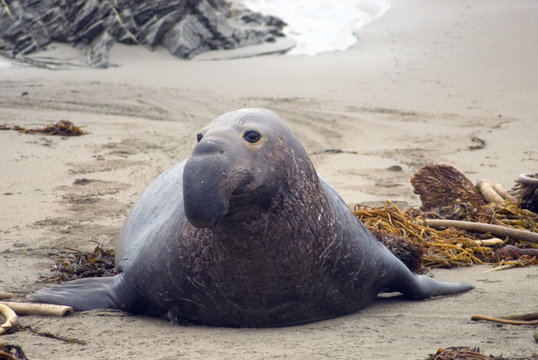 elephant seal on a beach