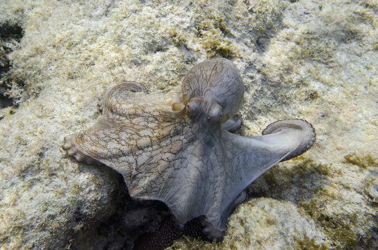 Octopus; Utila Island, Honduras