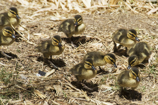 Mallard (Anas Platyrhynchos) Ducklings Walking In A Group; Phoenix, Arizona, United States Of America
