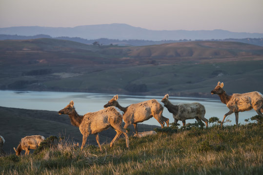 Tule Elk (Cervus Canadensis Ssp. Nannodes) In Point Reyes National Seashore; California, United States Of America