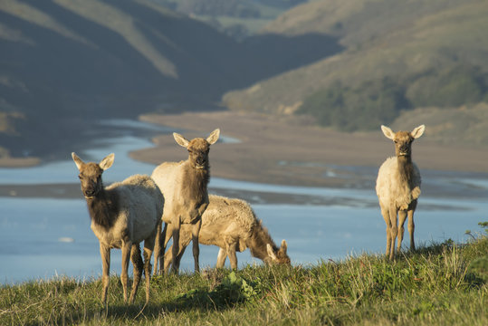 Tule Elk (Cervus Canadensis Ssp. Nannodes) In Point Reyes National Seashore; California, United States Of America