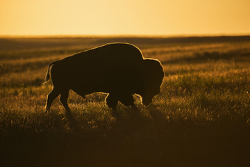 Silhouette of a bison at sunset, Grasslands National Park; Saskatchewan, Canada