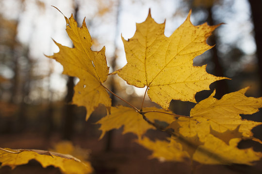 Golden coloured maple leaves in autumn; Brampton, Ontario, Canada