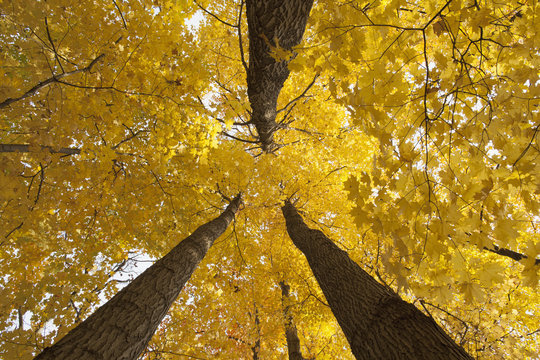 Autumn trees seen from below, Brampton, Ontario, Canada