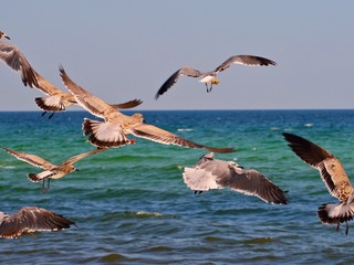 Möven am Meer