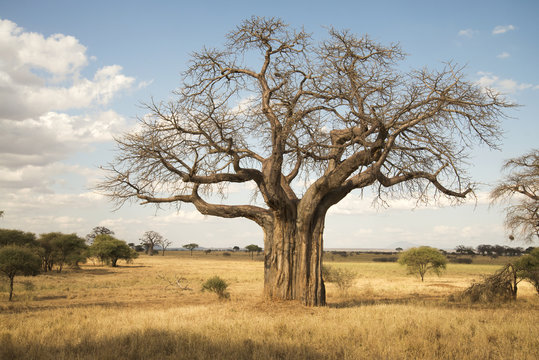 Leafless baobab tree during dry season, Tarangire National Park; Tanzania