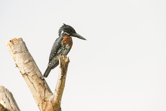 Giant Kingfisher (Megacyrle maxima), world's largest kingfisher, perched on dead branch, Lake Naivasha; Kenya