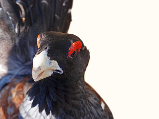 Portrait male western capercaillie (Tetrao urogallus, wood grouse) on white background
