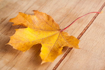 Yellow autumn leaves on wood 